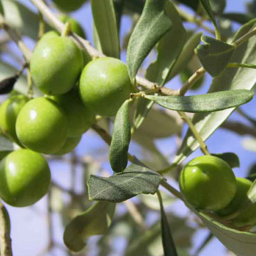 Olives_vertes[1]