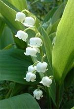 Muguet