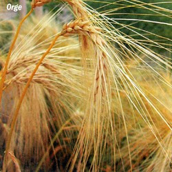 Orge